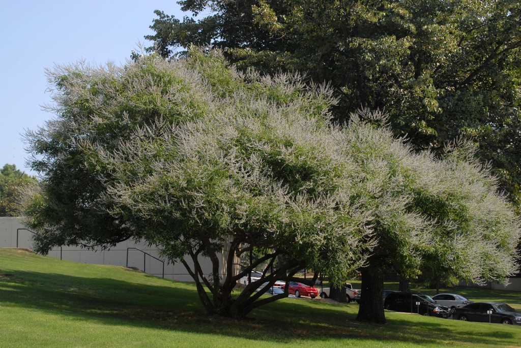 Vitex agnus-castus Growth Habit