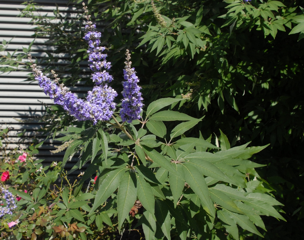 Terminal panicles of small, purple flowers. Palmate leaves.