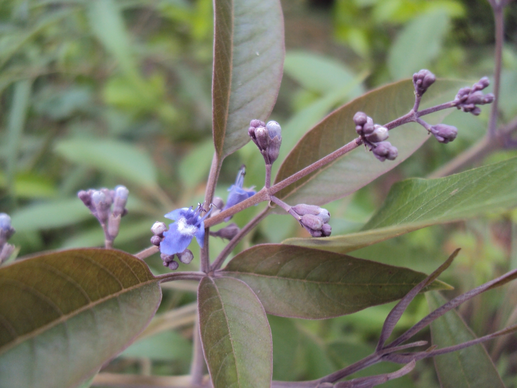 Vitex negundo