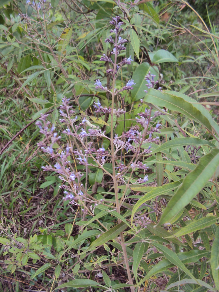 Form