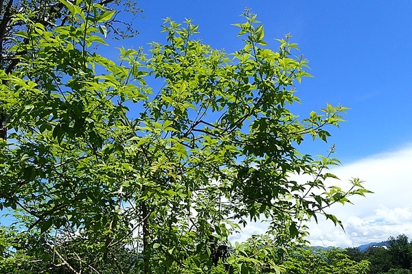 Vitex negundo