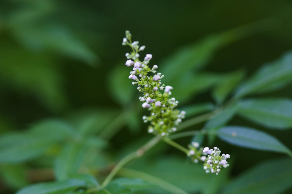 Vitex negundo var. negundo