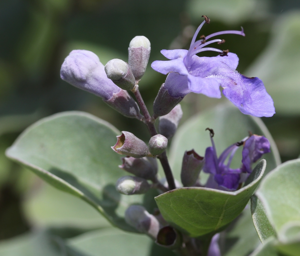Vitex trifolia subsp. litoralis