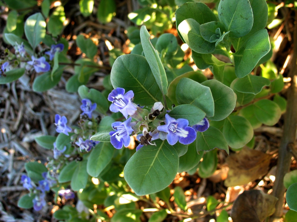 Form
