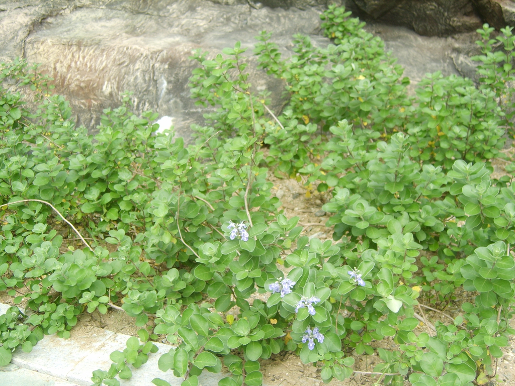 Vitex trifolia subsp. litoralis