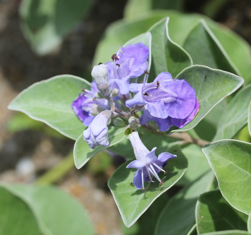 Vitex trifolia subsp. litoralis
