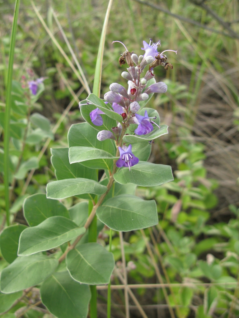 Vitex trifolia subsp. litoralis
