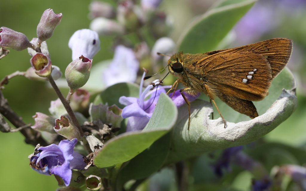 Vitex trifolia subsp. litoralis