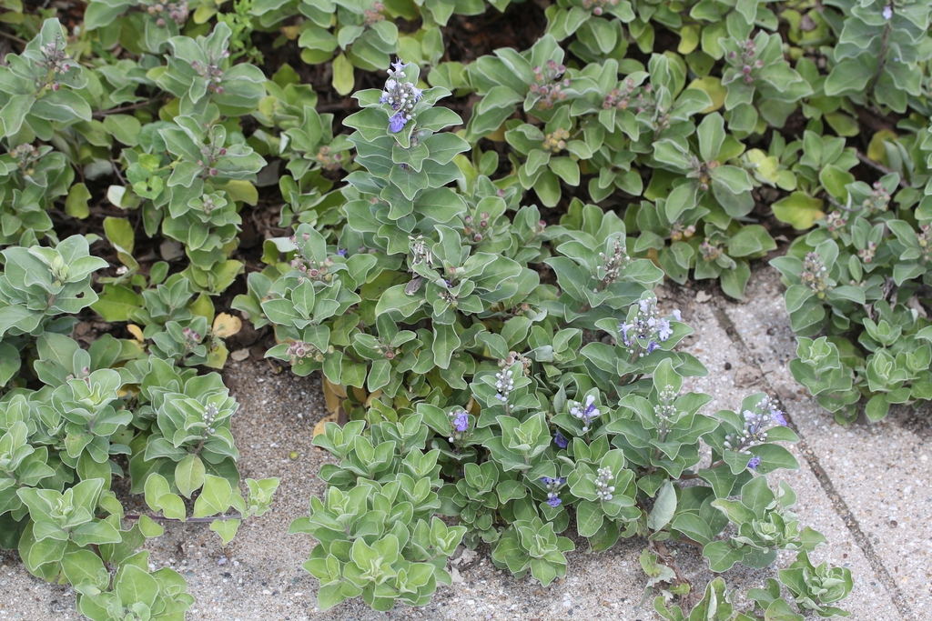 Vitex trifolia subsp. litoralis