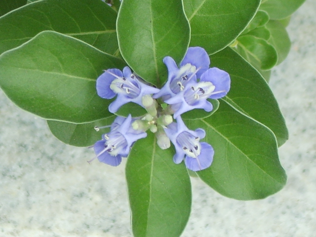 Flower