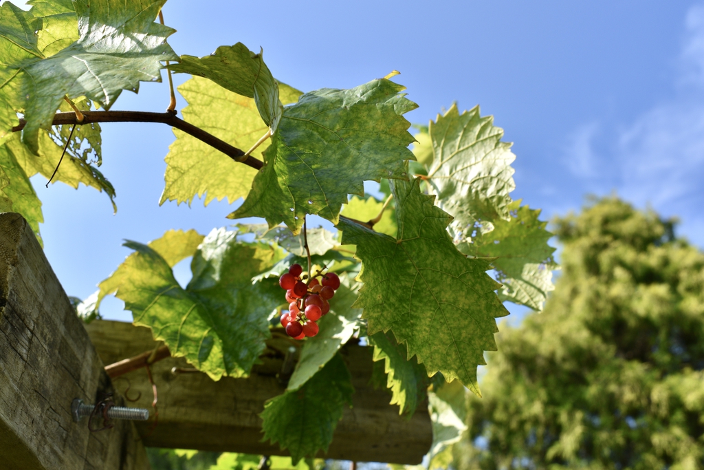 'Razzmatazz' - Grapes & Leaves - Aug. 11 - Wake Co., NC