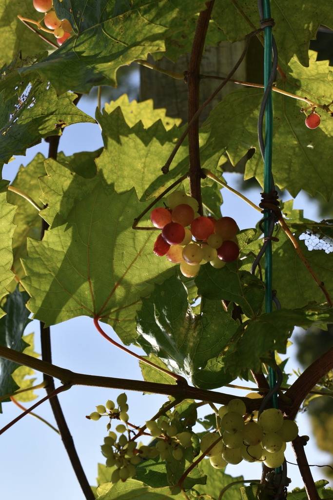 'Razzmatazz' - Fruit & Leaves - Aug. 11 - Wake Co., NC