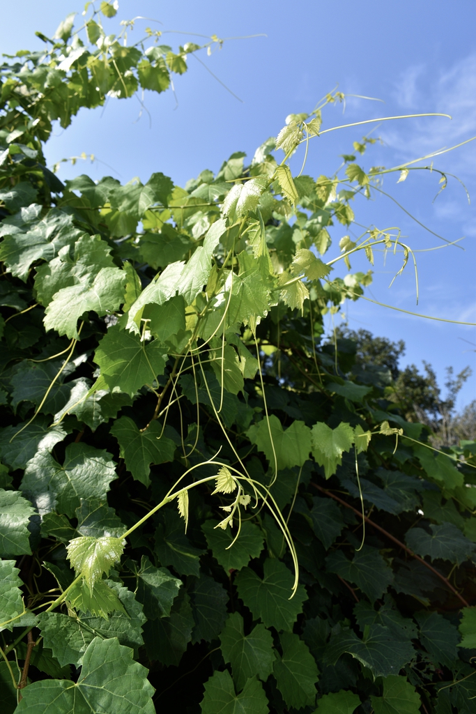 'Razzmatazz' - Form - Aug. 11 - Wake Co., NC