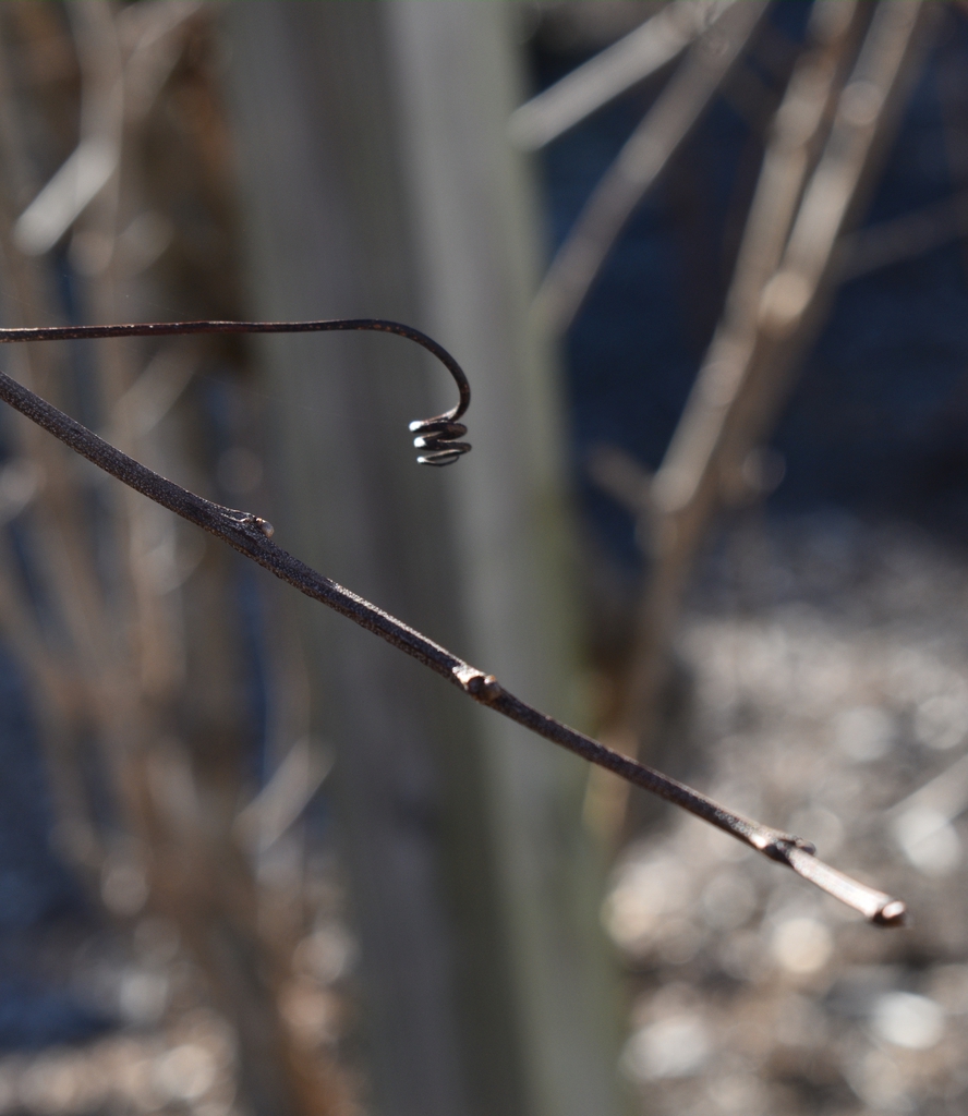 Vine