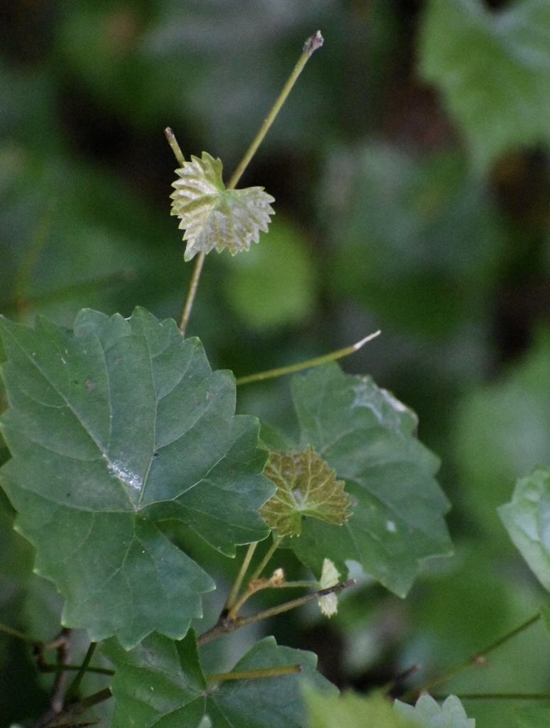 Leaves - Warren Co., NC