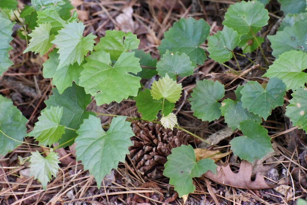 Creeping Form - Warren Co., NC