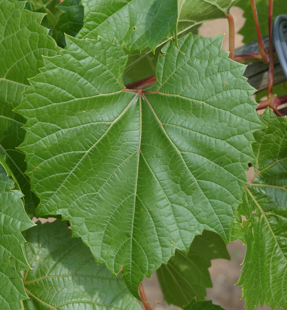 Leaf close-up