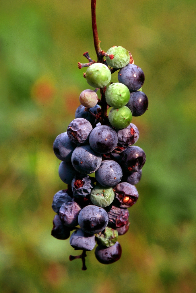 Vitis aestivalis