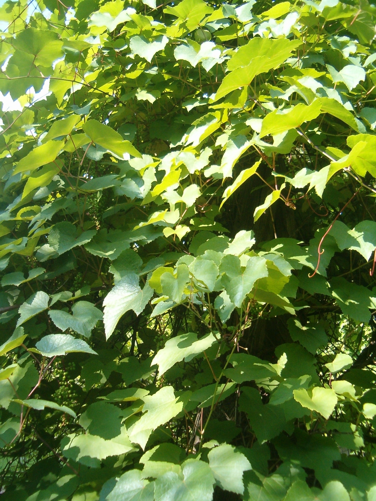 Vitis aestivalis