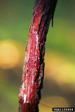 Vitis aestivalis