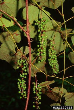 Vitis aestivalis