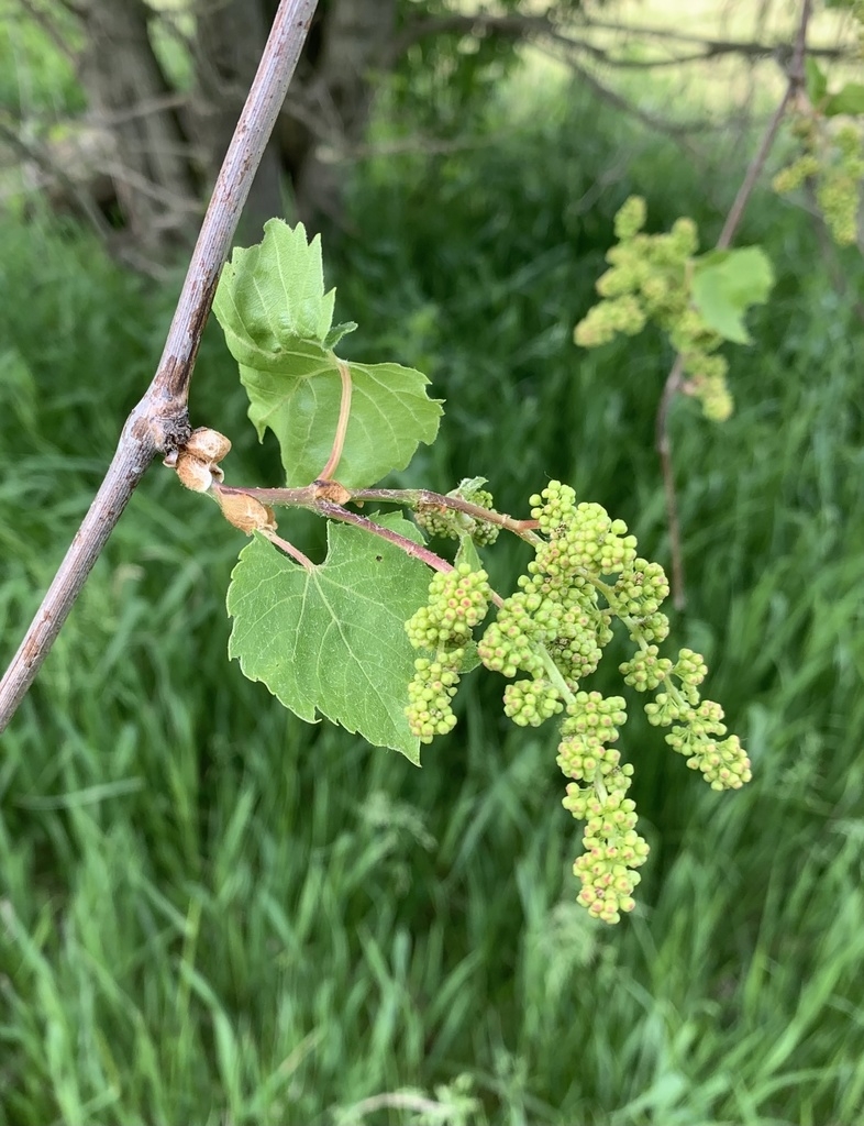 Flowers in May