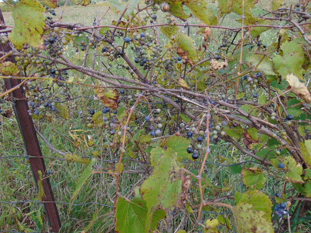 Fruits in September