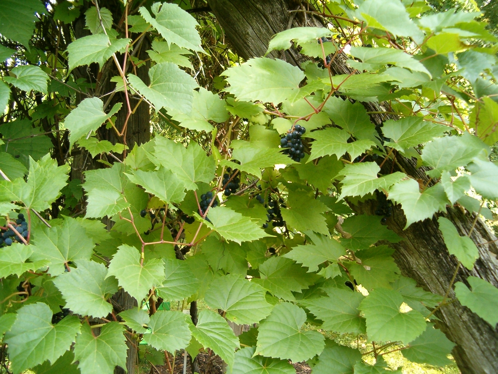 Form