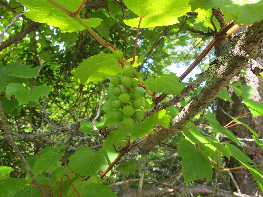 Immature fruits