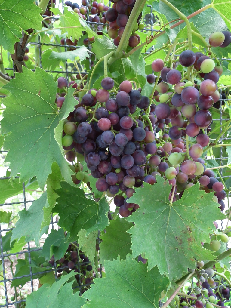Fruit