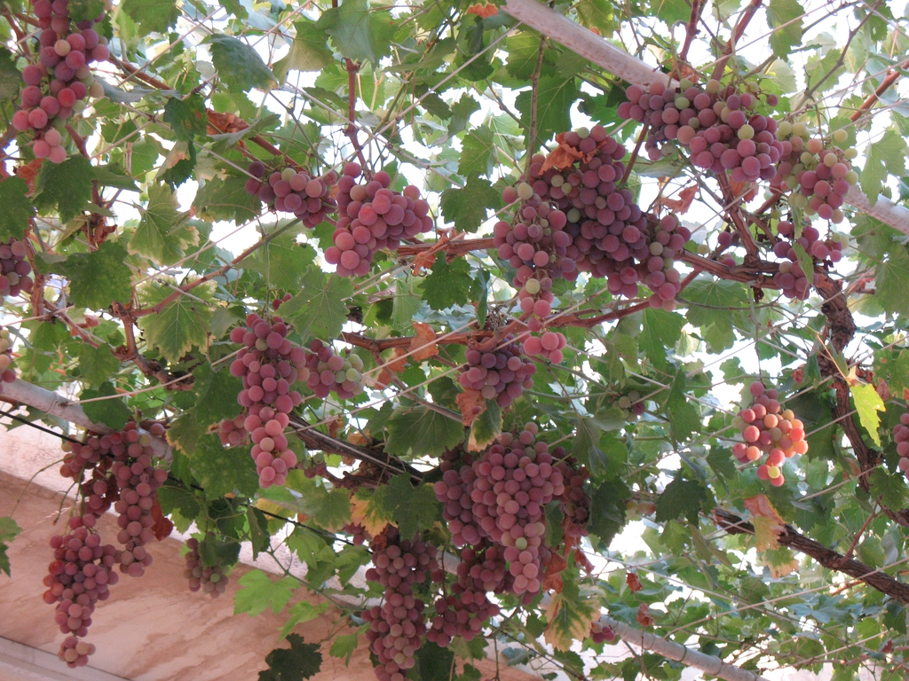 Fruit