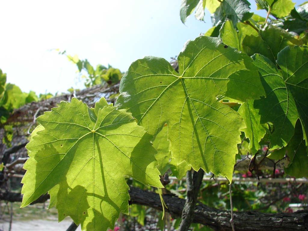 Vitis vinifera