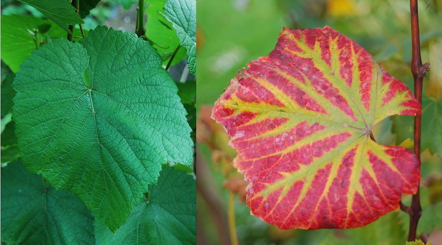 Vitis vinifera