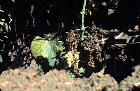 Form