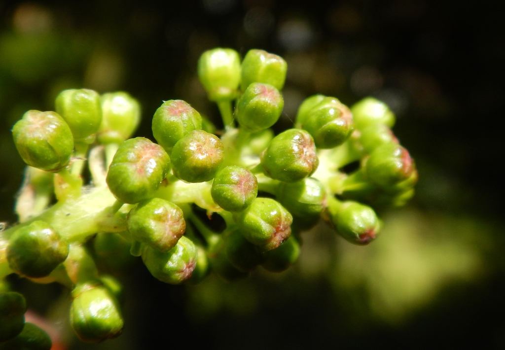 Vitis vinifera