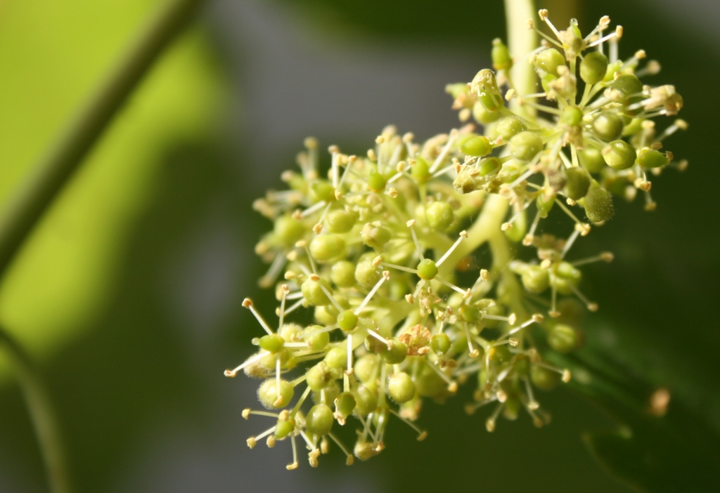 Vitis vinifera