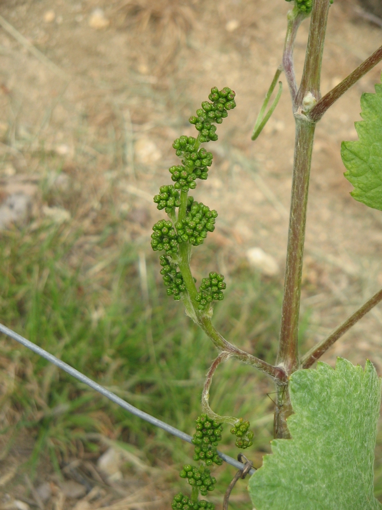 Vitis vinifera