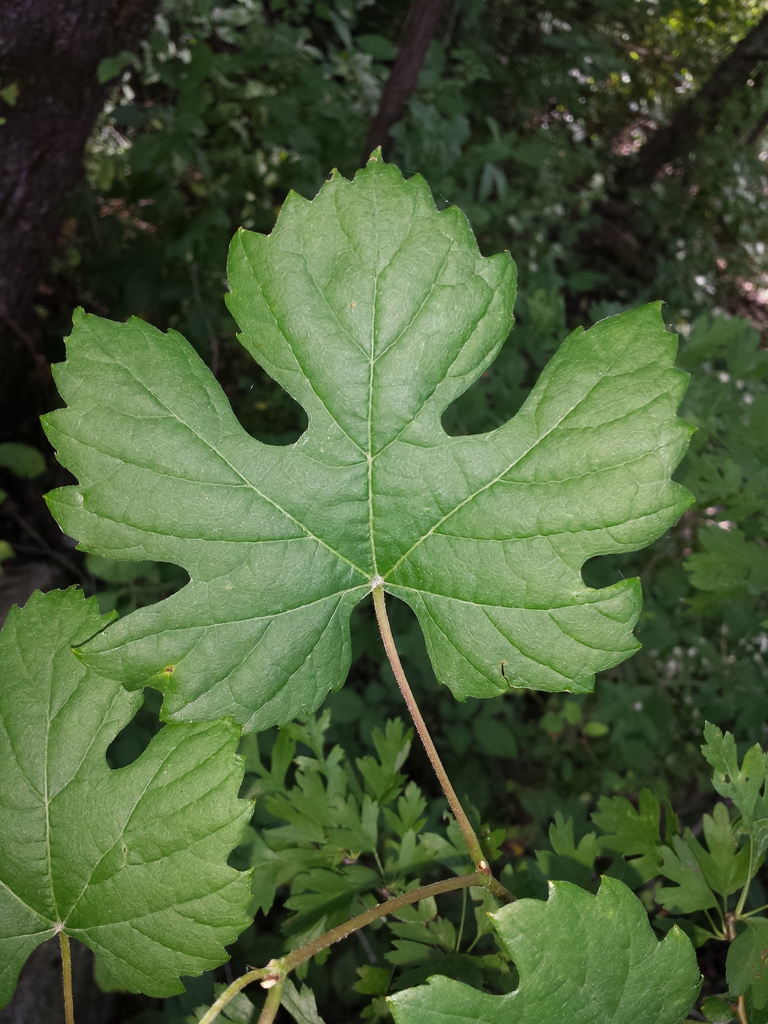 Leaf
