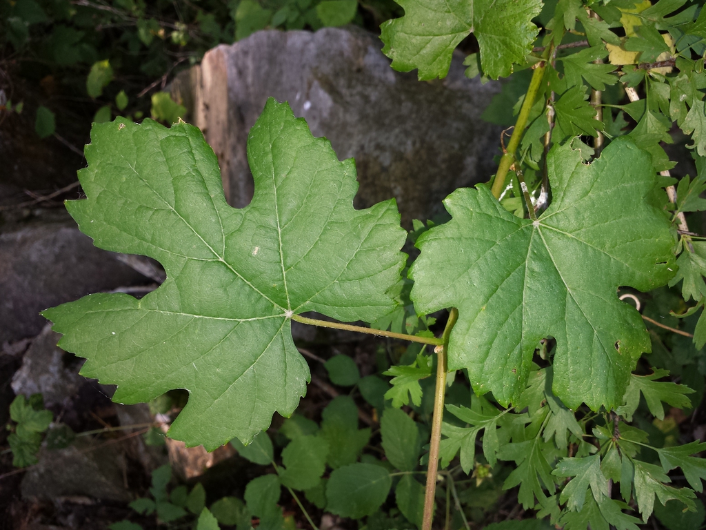 Leaves