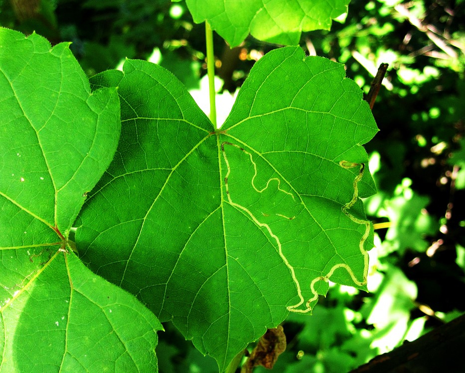 Vitis vulpina