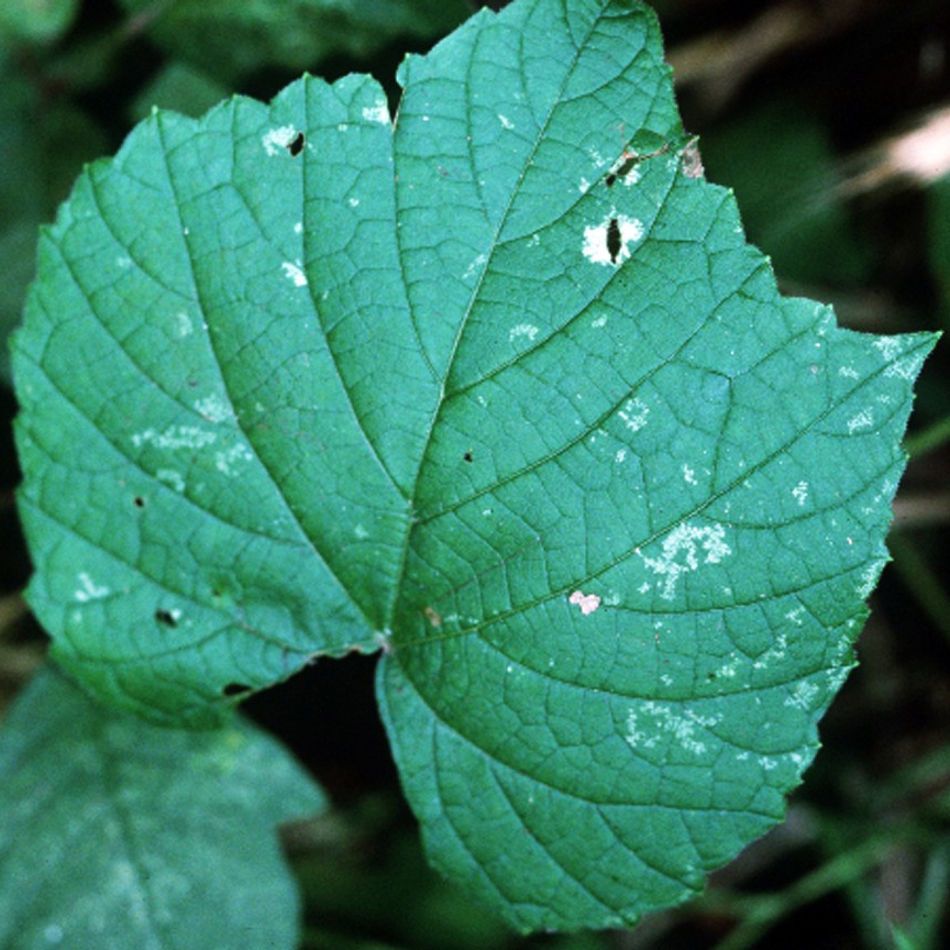 Vitis vulpina
