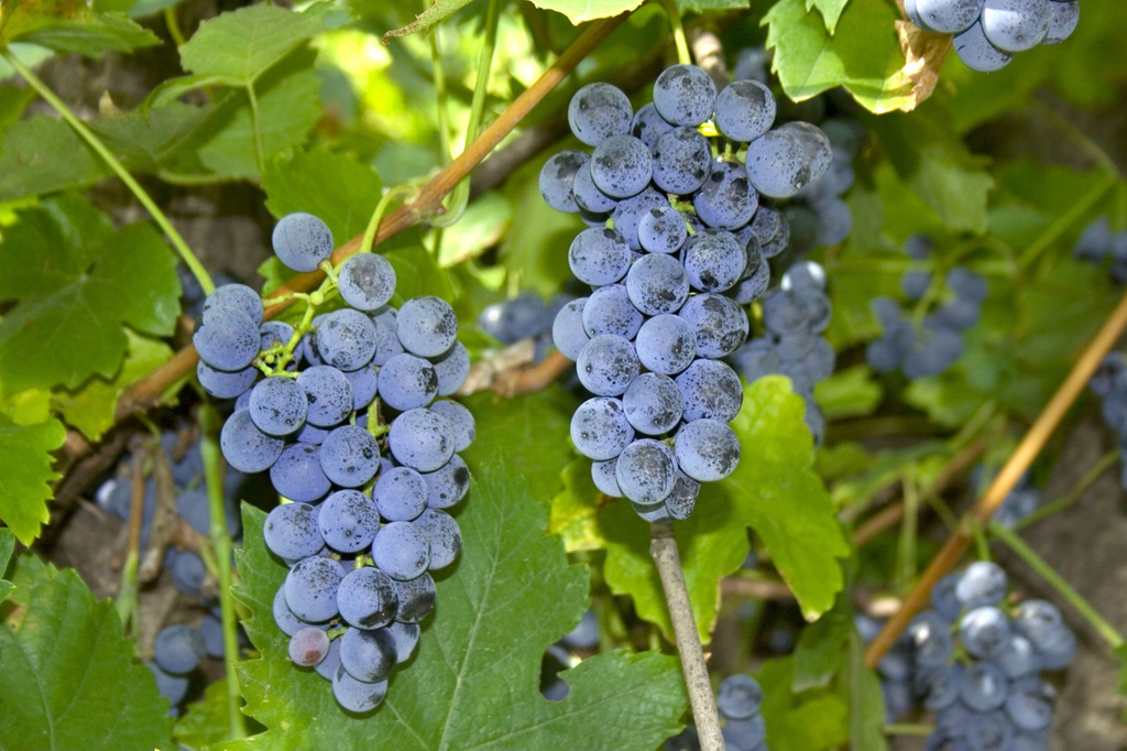 Vitis vulpina