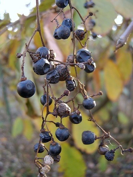 Vitis vulpina