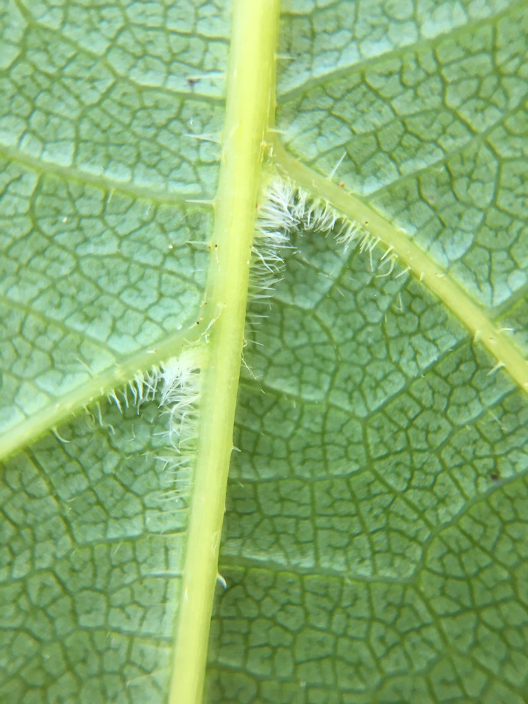 Vitis vulpina