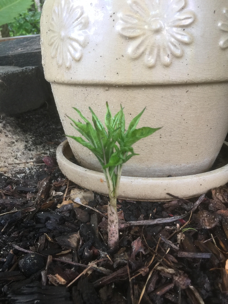 Amorphophallus kiusianus