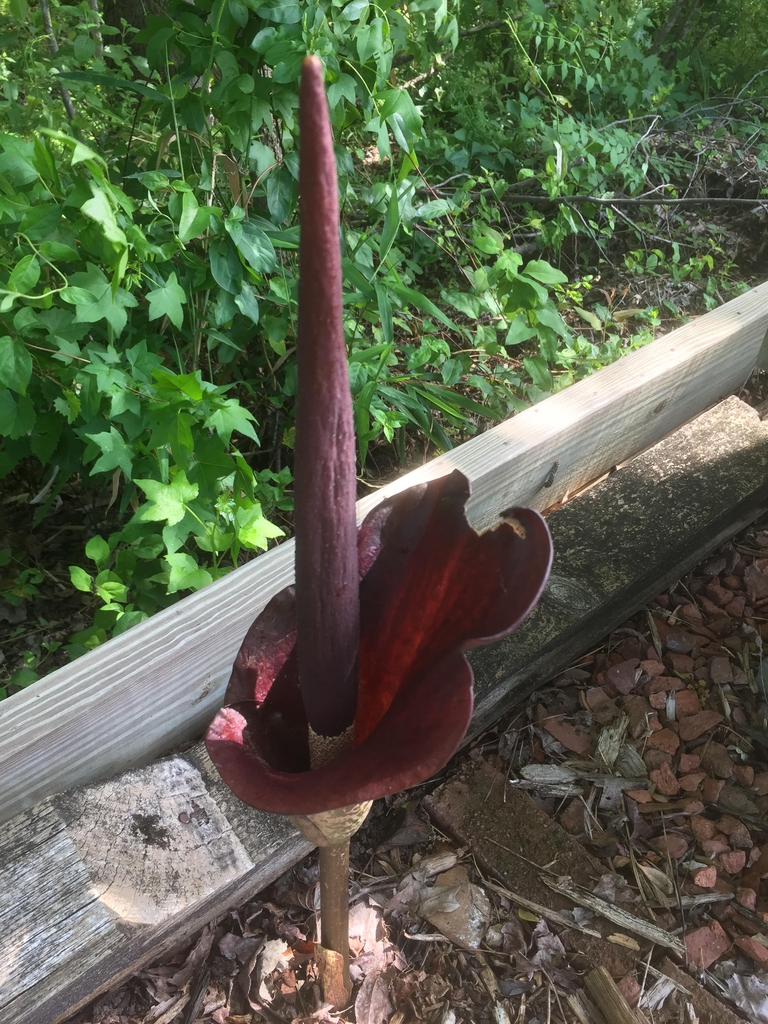 Amorphophallus kiusianus