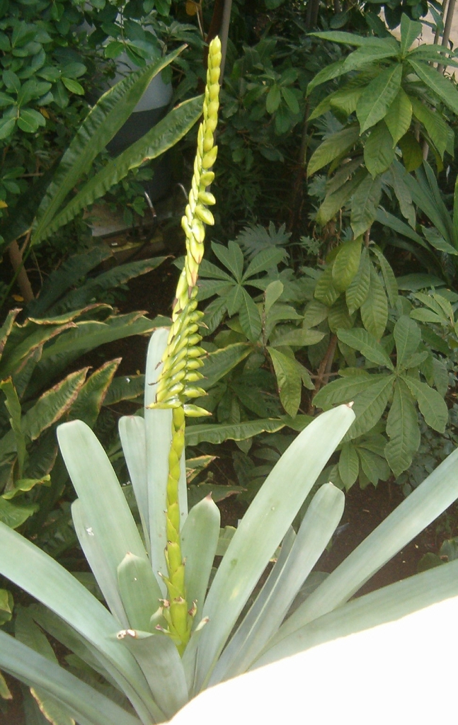 Vriesea bituminosa