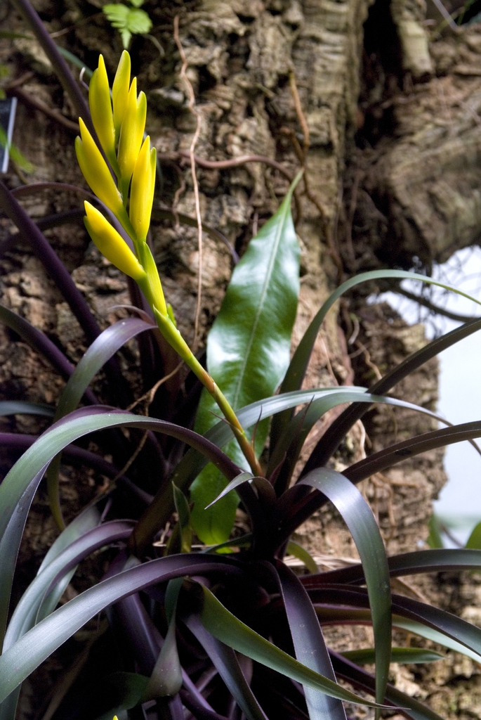 Vriesea bleheri