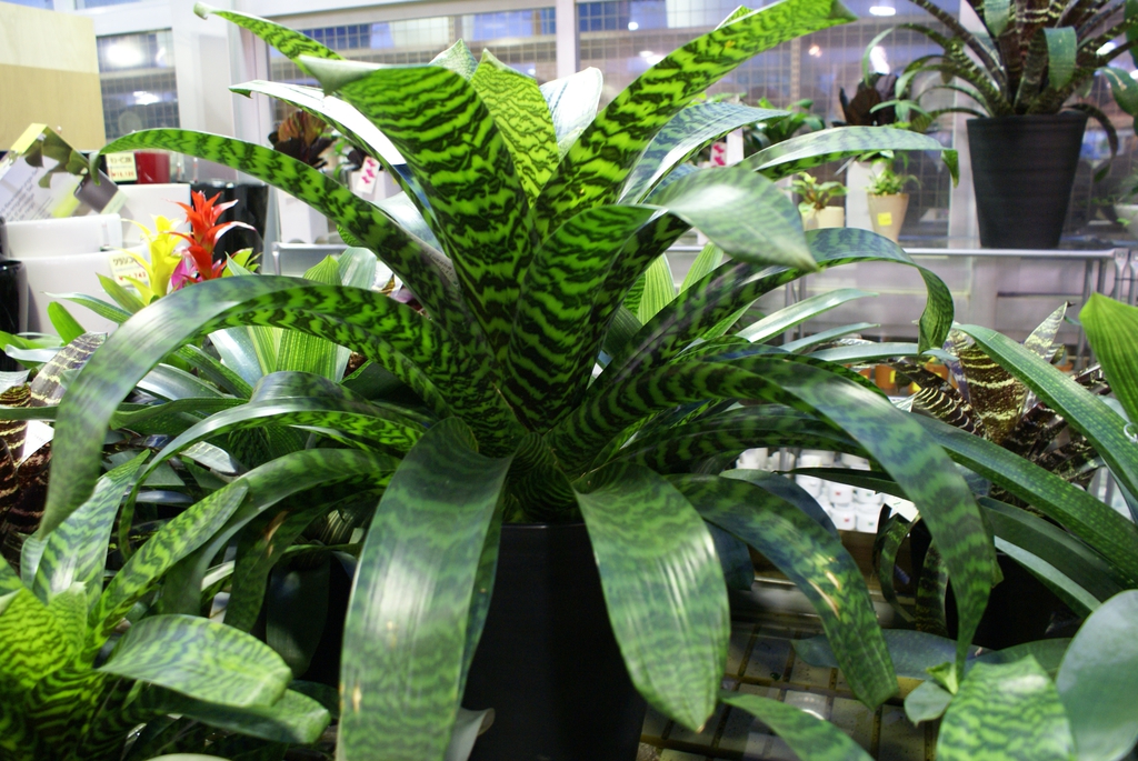 Vriesea hieroglyphica