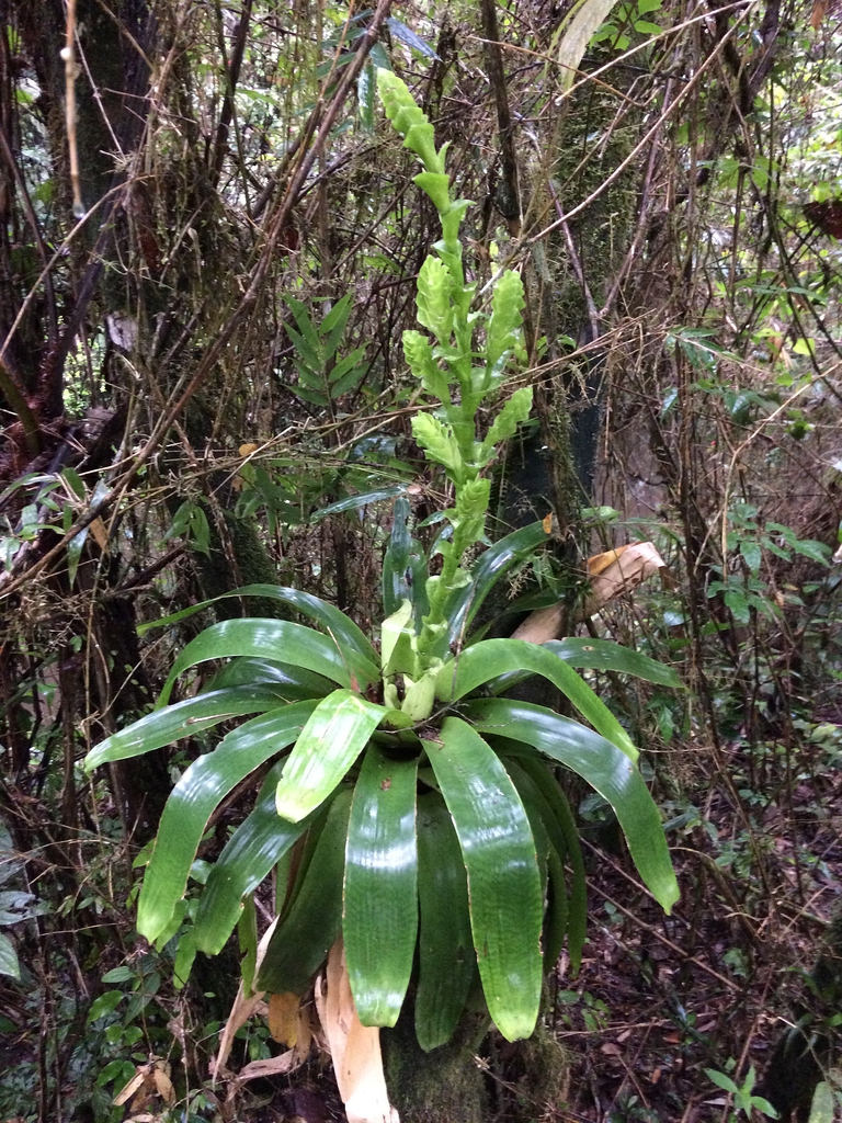 Vriesea pabstii